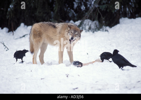 grauer Wolf Canis Lupus Fütterung auf einen Elch-Alces Alces Bein mit gemeinsamen Kolkrabe Corvus Corax Takshanuk Berge Alaska Stockfoto