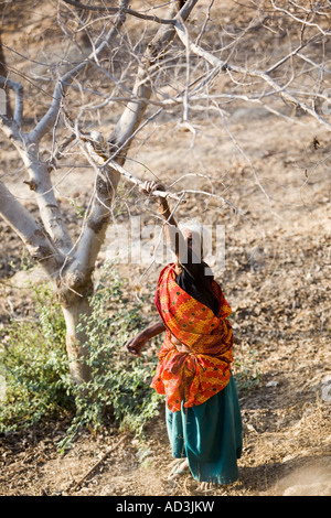 Eine ältere indische Frau sammeln von Holz in der Agra-Landschaft. Stockfoto