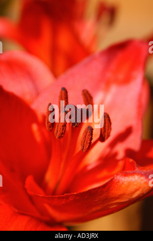 Orange-asiatische-Lilie (Lilium sp.) Stockfoto