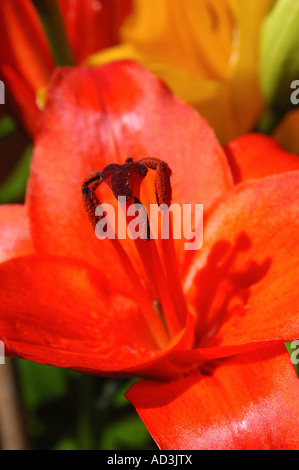 Orange-asiatische-Lilie (Lilium sp.) Stockfoto