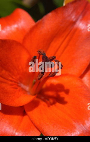 Orange-asiatische-Lilie (Lilium sp.) Stockfoto