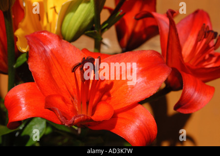 Orange-asiatische-Lilie (Lilium sp.) Stockfoto