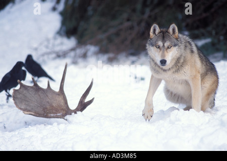 grauer Wolf Canis Lupus Fütterung auf einen Elch-Alces Alces mit gemeinsamen Kolkrabe Corvus Corax in den Takshanuk Bergen Alaska Stockfoto