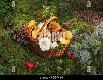 Korb mit frisch gepflückten Pilze und Pilze in Schweden Stockfoto