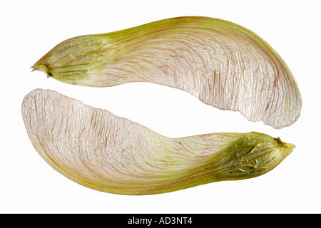 Silver Maple Winged Seeds, Acer saccharinum Stockfoto