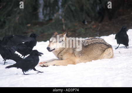 grauer Wolf Canis Lupus Fütterung auf einen Elch-Alces Alces Bein mit gemeinsamen Kolkrabe Corvus Corax in den Takshanuk Bergen Alaska Stockfoto