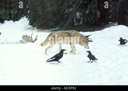 grauer Wolf Canis Lupus Fütterung auf einen Elch-Alces Alces Bein mit gemeinsamen Kolkrabe Corvus Corax in den Takshanuk Bergen Alaska Stockfoto