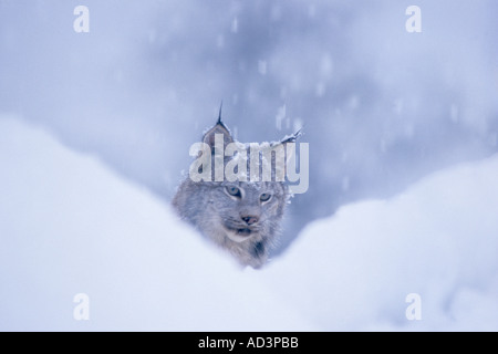 Lynx Lynx Lynx in den verschneiten Ausläufern der Takshanuk Berge nördlichen südöstlichen Alaska Stockfoto