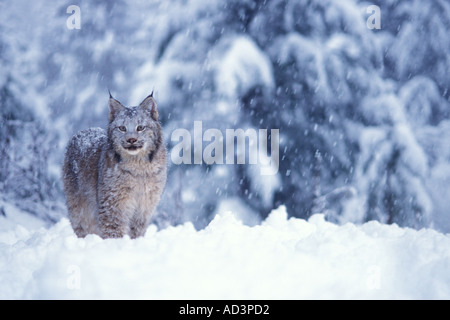 Lynx Lynx Lynx in den verschneiten Ausläufern der Takshanuk Berge nördlichen südöstlichen Alaska Stockfoto