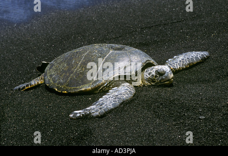 Green Sea Turtle Aalen in der Sonne Black Sand Beach Big Island von Hawaii Chelonia mydas Stockfoto