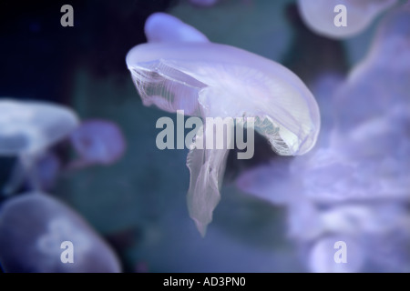 Quallen Aurelia Golden Moon