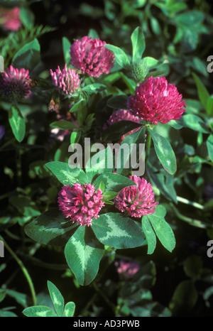 Rotklee Trifolium pratense Stockfoto