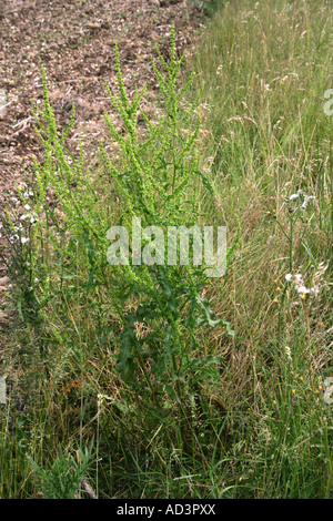 Curled Dock, Rumex crispus, Polygonaceae Stockfoto