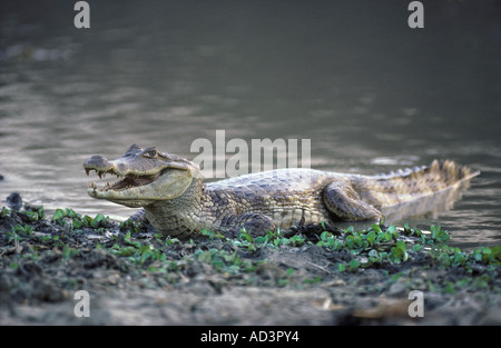 Brillentragende Brillenkaiman Caiman Crocodilus Venezuela Stockfoto