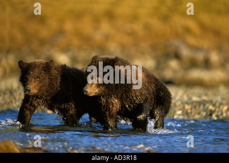 Braunbär Ursus Arctos Grizzly Bär Ursus Horribils Jungen zu Fuß durch Flussbett Katmai Nationalpark Alaska Halbinsel Stockfoto