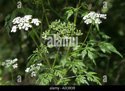 Narren Petersilie, Aethusa Cynapium, Apiaceae, Umbelliferae Stockfoto