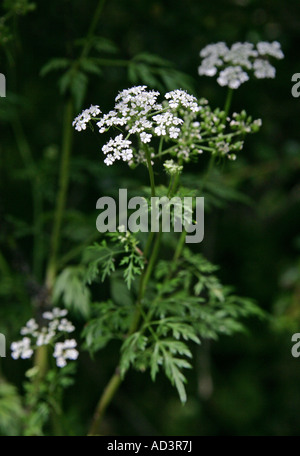 Narren Petersilie, Aethusa Cynapium, Apiaceae, Umbelliferae Stockfoto