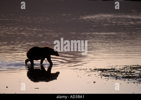 Braunbär Ursus Arctos Grizzly Bär Ursus Horribils Wandern im Fluss Katmai-Nationalpark auf der Alaska-Halbinsel Stockfoto