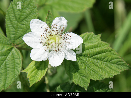 Bramble oder Blackberry Flower, Rubus fruticosus, Rosaceae Stockfoto