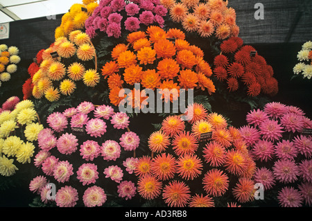 SHREWSBURY FLOWER SHOW SHROPSHIRE UK August A Gewinner angezeigt der Chrysanthemen Stockfoto