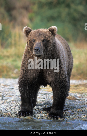 Braunbär Ursus Arctos Grizzly Bär Ursus Horribils Fluss entlang Rand Ostküste der Katmai Nationalpark Alaska-Halbinsel Stockfoto