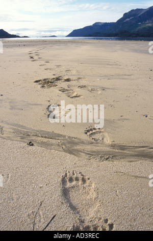 Braunbär Ursus Arctos Grizzly Bär Ursus Horribils Fußspuren im Sand an der Ostküste entlang des Katmai Nationalpark, Alaska Stockfoto