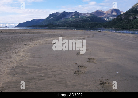 Braunbär Ursus Arctos Grizzly Bär Ursus Horribils Fußspuren im Sand an der Ostküste entlang des Katmai Nationalpark, Alaska Stockfoto