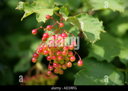 Guelder Rose Viburnum Opulus Adoxaceae Stockfoto