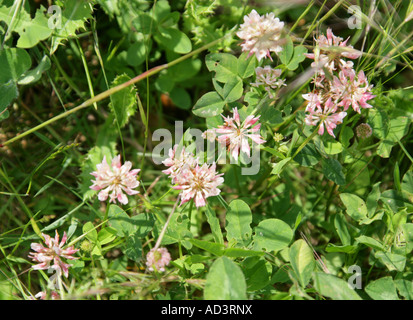 Weiß-Klee, Trifolium Repens, Fabaceae (Leguminosae) Stockfoto