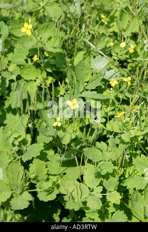 Mehr Schöllkraut oder Tetterwort, Chelidonium Majus, Schlafmittel Stockfoto