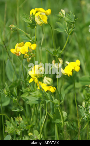 Gemeinsame Vögel Foot Trefoil, Lotus Corniculatus, Fabaceae (Leguminosae) Stockfoto