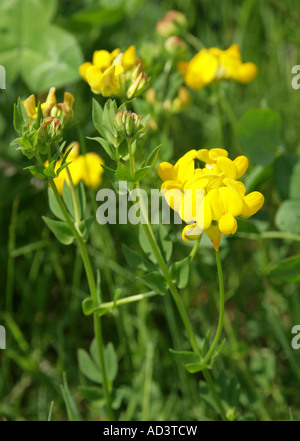 Gemeinsame Vögel Foot Trefoil, Lotus Corniculatus, Fabaceae (Leguminosae) Stockfoto