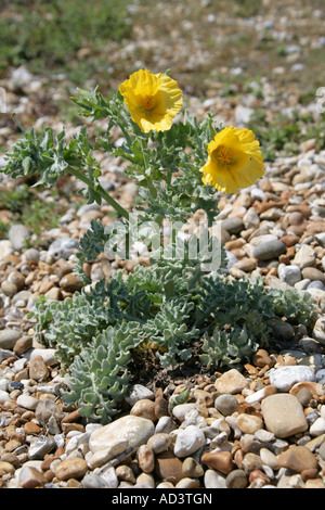 Gelbe gehörnten Mohn Glaucium Flavum Papaveraceae Stockfoto