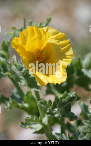 Gelbe gehörnten Mohn Glaucium Flavum Papaveraceae Stockfoto