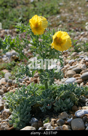 Gelbe gehörnten Mohn Glaucium Flavum Papaveraceae Stockfoto