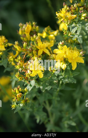 Johanniskraut perforieren, Hypericum perforatum, Hypericaceae Stockfoto