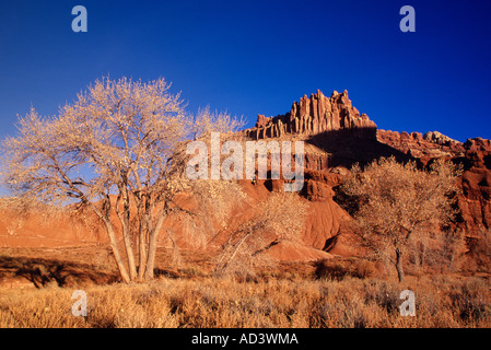 Pappel Baum im späten Herbst und Sandstein Felsformation, bekannt als The Castle-Capitol Reef Nationalpark-Utah-USA Stockfoto