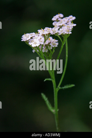 Schafgarbe, Achillea Millefolium, Asteraceae, Compositae Stockfoto