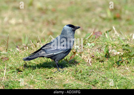 Dohle aussehende Warnung Stockfoto