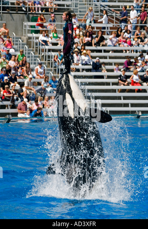 Trainer reitet auf Killerwal, Sea World San Diego Kalifornien USA Stockfoto