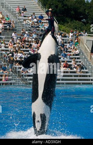 Trainer reitet auf Killerwal, Sea World San Diego Kalifornien USA Stockfoto