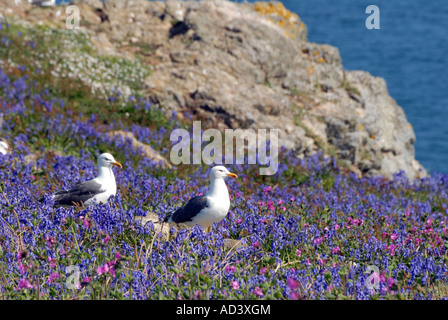 Weniger schwarz-Rückseite Möwen am nisten Website unter Glockenblumen Stockfoto