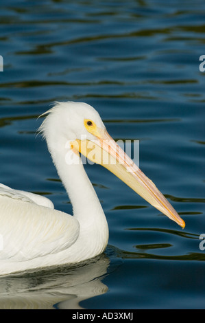 American White Pelikan (Pelecanus Erythrorhynchos) Westküste, Florida, USA Stockfoto