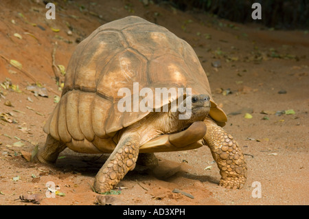 Madagaskar Pflugschar Schildkröte (Geochelone Yniphora) gefährdete Madagaskar männlich Stockfoto