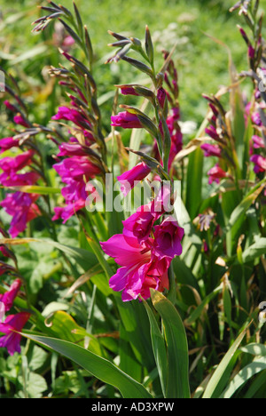 Wild wachsende Gladiolen Stockfoto