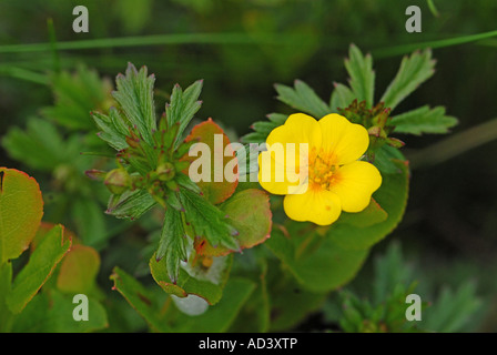 Alpine Fingerkraut in Nahaufnahme Stockfoto