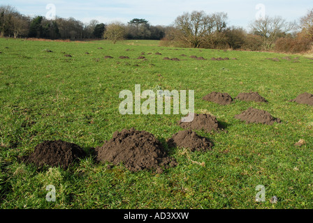 Maulwurfshügel im Feld Stockfoto