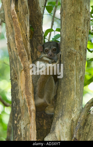 Milne-Edwards Sportive Lemur (Lepilemur Edwardsi) Ankarafantsika Nationalpark, Ampijoroa, Madagaskar Stockfoto