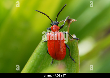 Perfektes Exemplar von Lilly Käfer Stockfoto