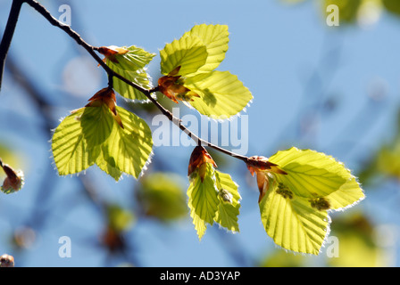 Buche-Blätter zart und frisch im Frühjahr suchen Stockfoto